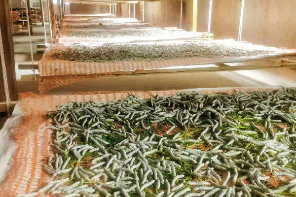 蚕要怎么养，每个时间段喂养的桑叶也不同