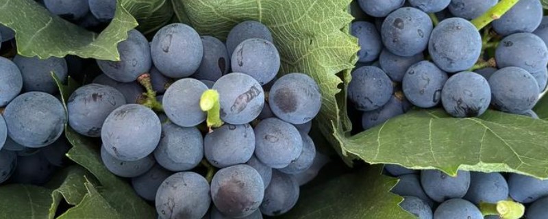 国内葡萄的常见品种，有夏黑、克伦生等