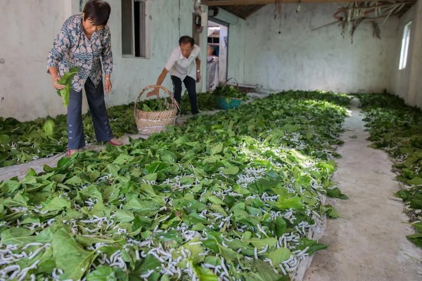 蚕要怎么养，每个时间段喂养的桑叶也不同