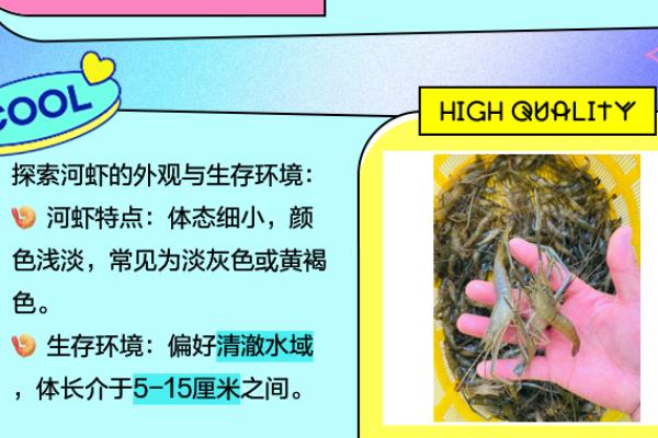 河虾与黑壳虾的区别，生活环境与体型均不同