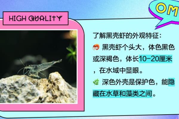 河虾与黑壳虾的区别，生活环境与体型均不同