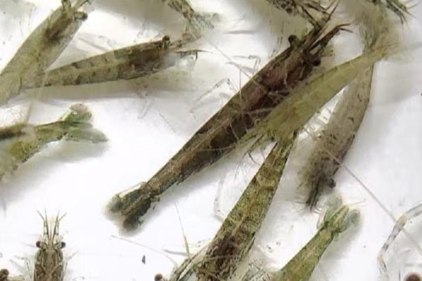 河虾与黑壳虾的区别，生活环境与体型均不同