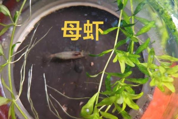 河虾与黑壳虾的区别，生活环境与体型均不同