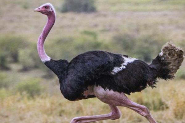 鸵鸟不会飞的原因，锁骨退化不能支撑飞行