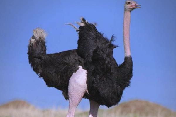 鸵鸟不会飞的原因，锁骨退化不能支撑飞行