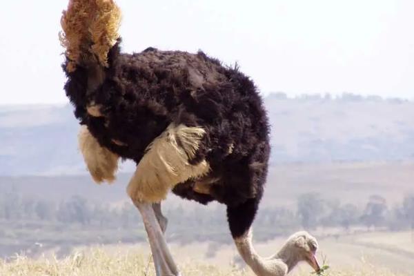 鸵鸟不会飞的原因，锁骨退化不能支撑飞行