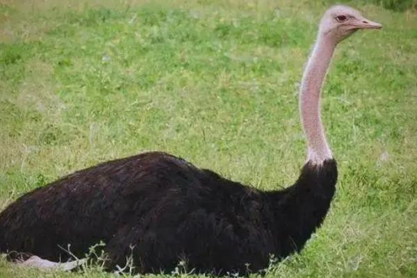 鸵鸟不会飞的原因，锁骨退化不能支撑飞行