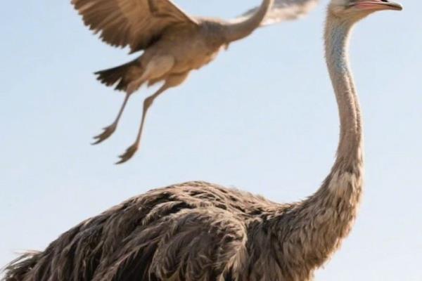 鸵鸟不会飞的原因，锁骨退化不能支撑飞行