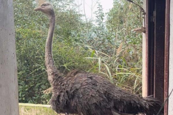 鸵鸟不会飞的原因，锁骨退化不能支撑飞行