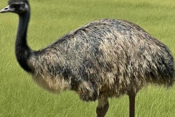 鸵鸟不会飞的原因，锁骨退化不能支撑飞行
