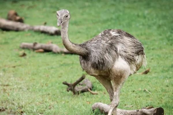 鸵鸟不会飞的原因，锁骨退化不能支撑飞行