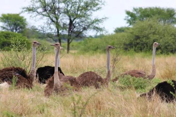 鸵鸟不会飞的原因，锁骨退化不能支撑飞行