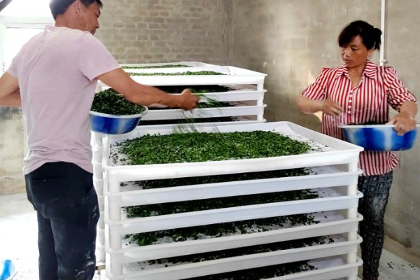 蚕要怎么养，每个时间段喂养的桑叶也不同