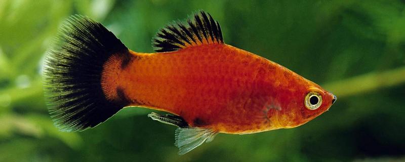 鱼是靠什么游动的，靠胸鳍、腹鳍等游动