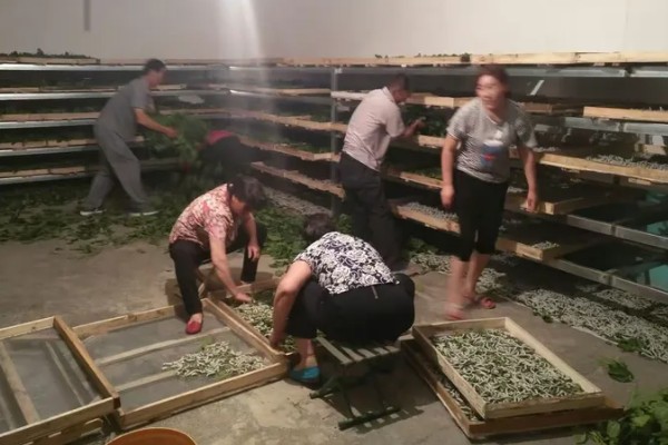 蚕要怎么养，每个时间段喂养的桑叶也不同