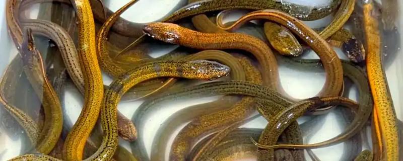 黄鳝是不是雌雄同体，黄鳝不是雌雄同体