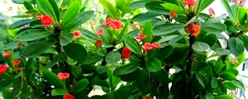 麒麟花的养护方法，需要及时进行修剪