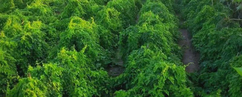 山药亩产多少斤，亩产量在3000-11000斤