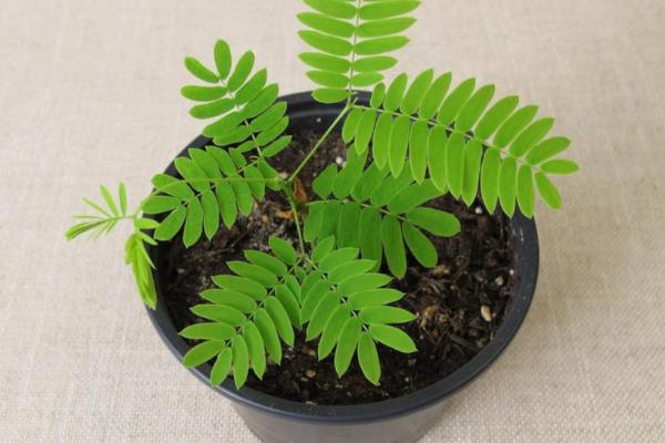 含羞草的修剪方式，出现徒长要打顶摘心修剪