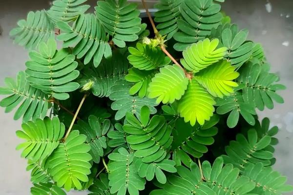 含羞草的修剪方式，出现徒长要打顶摘心修剪