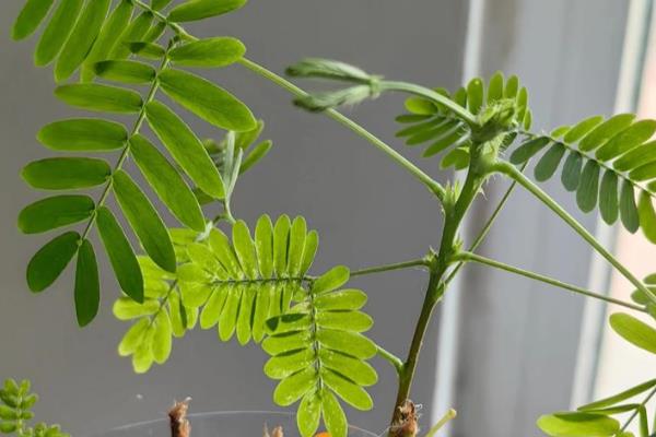 含羞草的修剪方式，出现徒长要打顶摘心修剪