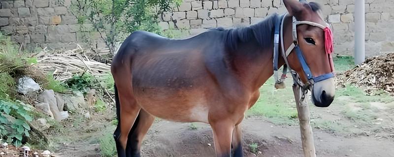 驴和马的后代是什么，会产下马骡或驴骡