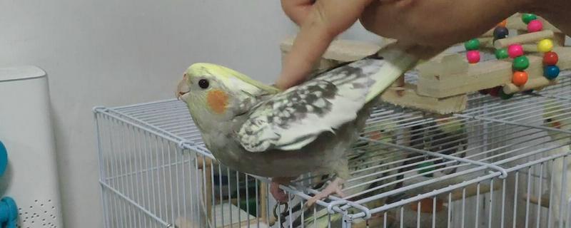 鹦鹉踩背几次才会下蛋，下蛋和踩背几次无关