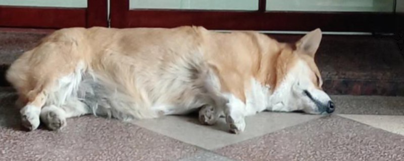 狗狗便血的原因，可能是误食异物划伤肠道所致