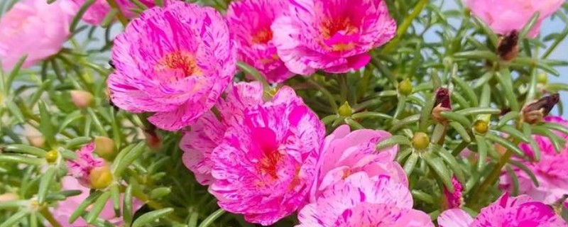 太阳花叶子收拢的原因，长期缺光或养分不足等因素会导致叶片收拢