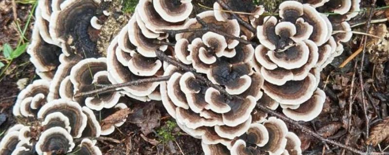桃树上像灵芝一样的东西是什么，是云芝
