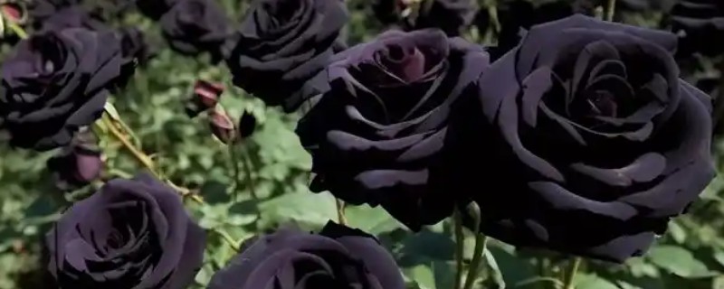 黑玫瑰有哪些花语，代表独特的爱、霸道的爱、独一无二