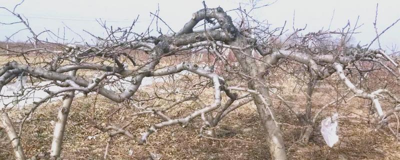 冬季桃树的修剪方法，要在12月份进行