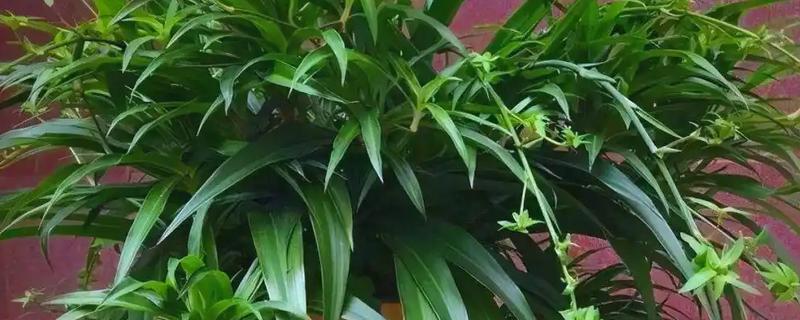 净化甲醛的植物有哪些，有吊兰、龟背竹等