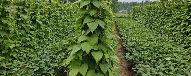 四季豆如何剪枝，剪枝可以在春秋季节进行