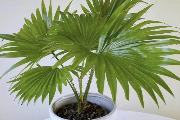 怎么养盆栽蒲葵，适合生长在较为肥沃的环境中