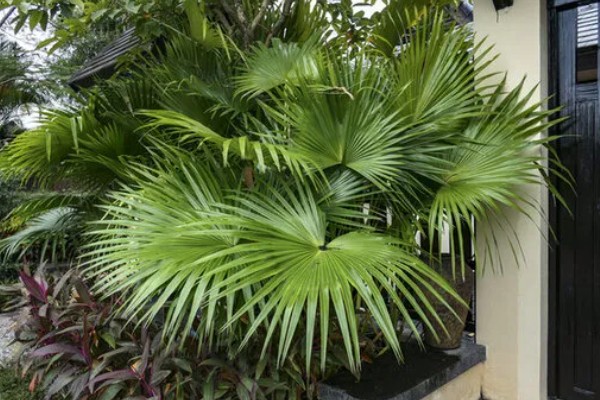 怎么养盆栽蒲葵，适合生长在较为肥沃的环境中