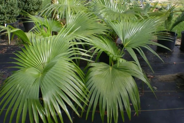 怎么养盆栽蒲葵，适合生长在较为肥沃的环境中