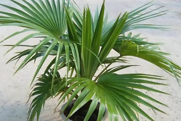 怎么养盆栽蒲葵，适合生长在较为肥沃的环境中