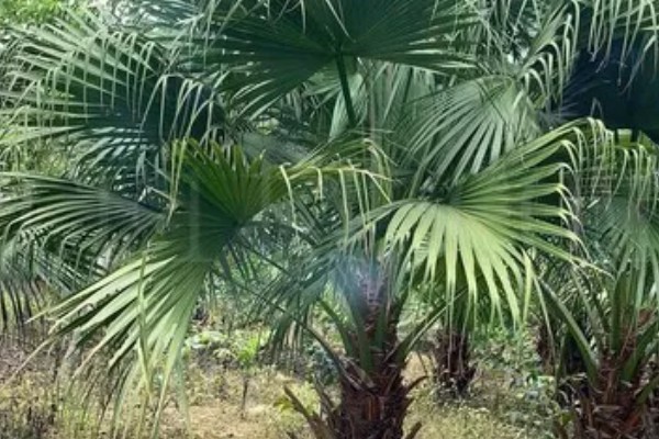 怎么养盆栽蒲葵，适合生长在较为肥沃的环境中