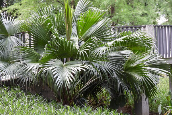 怎么养盆栽蒲葵，适合生长在较为肥沃的环境中