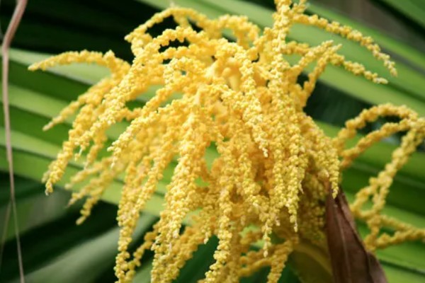 怎么养盆栽蒲葵，适合生长在较为肥沃的环境中