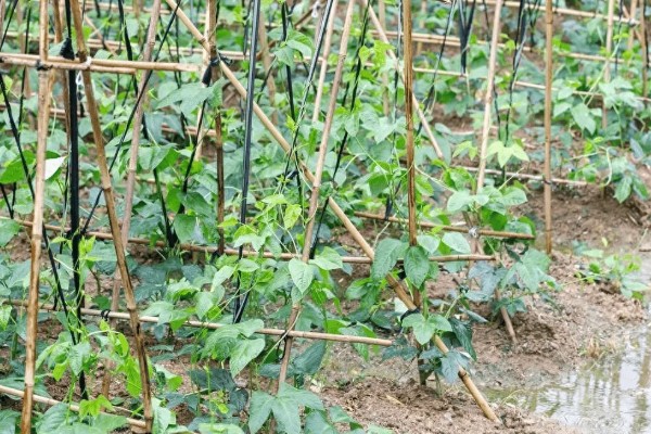 如何防止豆角落花落荚，移栽后要及时浇一次缓苗水