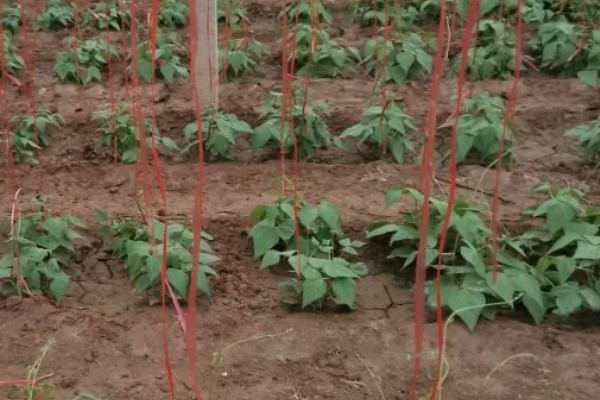 如何防止豆角落花落荚，移栽后要及时浇一次缓苗水