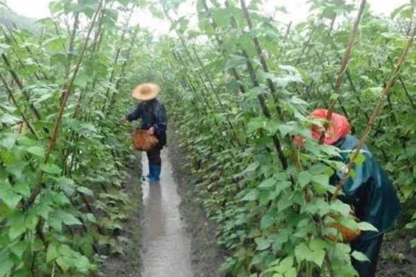 如何防止豆角落花落荚，移栽后要及时浇一次缓苗水