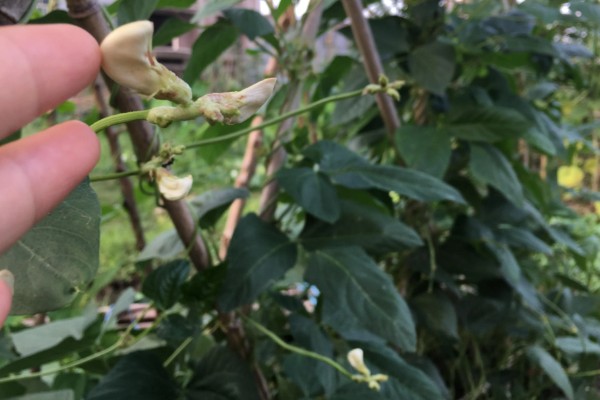 如何防止豆角落花落荚，移栽后要及时浇一次缓苗水