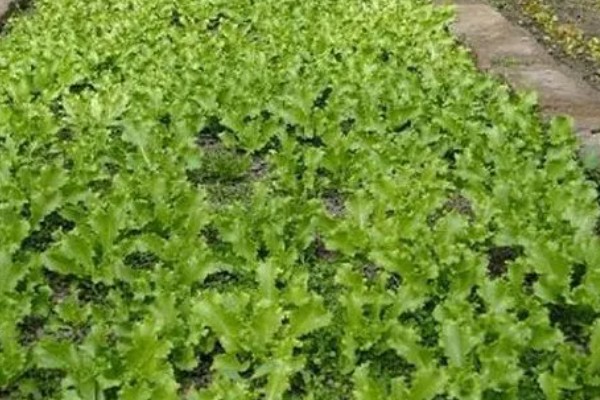 蒲公英多久收割一次，每隔三十天收割一次