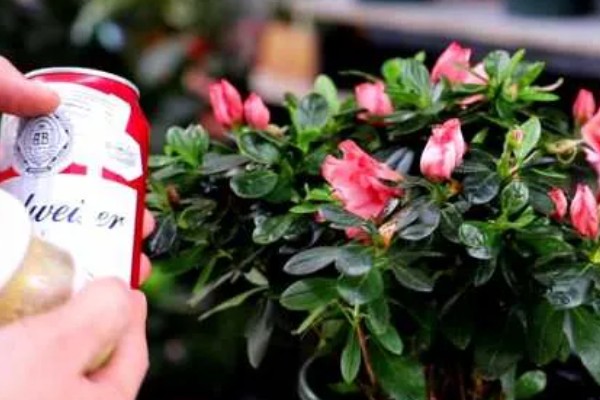 酒可以浇花吗，白酒和啤酒都可以浇花