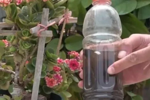 酒可以浇花吗，白酒和啤酒都可以浇花