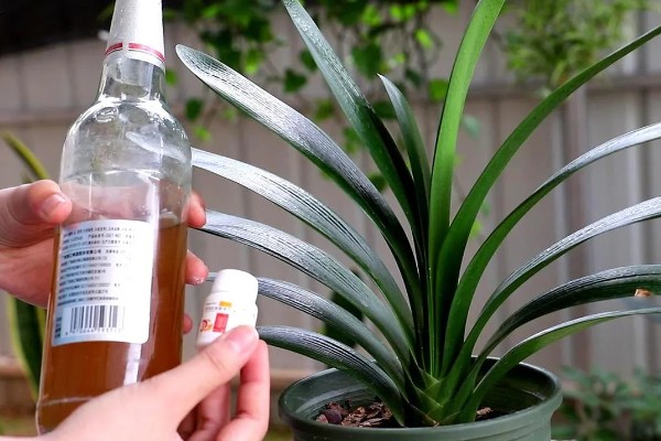 酒可以浇花吗，白酒和啤酒都可以浇花