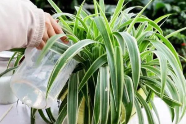 酒可以浇花吗，白酒和啤酒都可以浇花